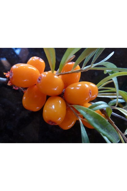 Обліпиха великоплідна Дора